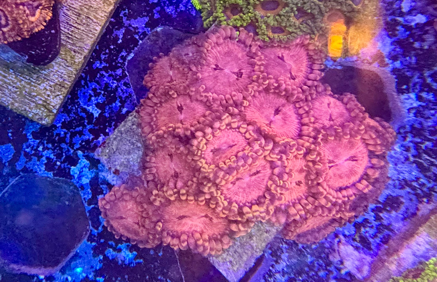 Zoas