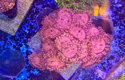 Zoas