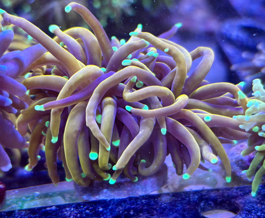 Gold - lime tips