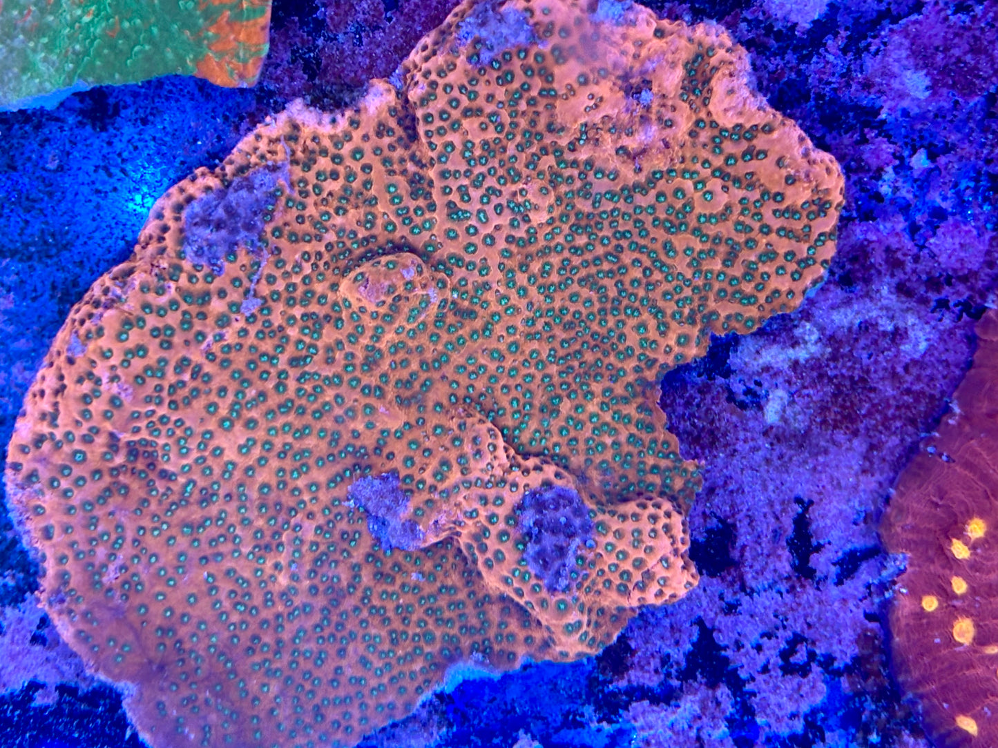 Montipora
