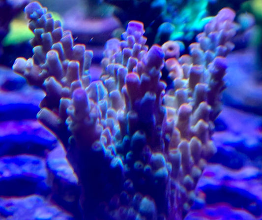 Acro