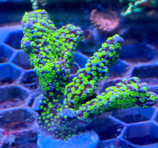 Montipora