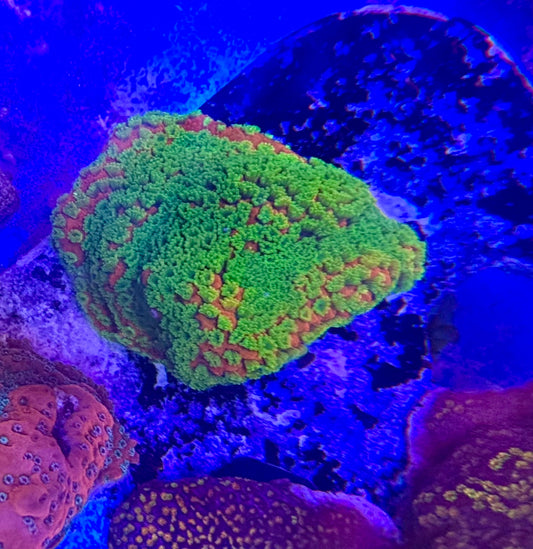 Montipora