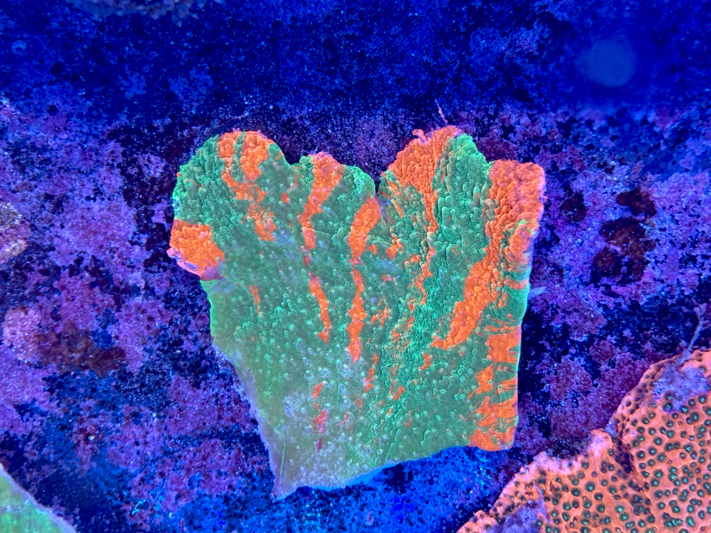 Grafted cap