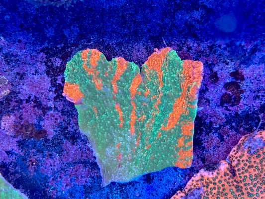 Grafted cap
