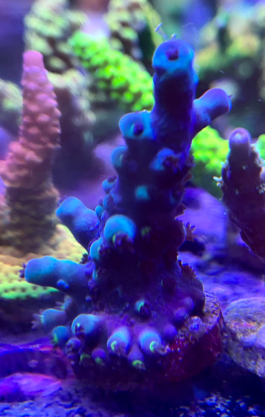 Turquoise Tort