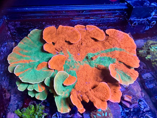 Grafted Cap Xl a - no shipping