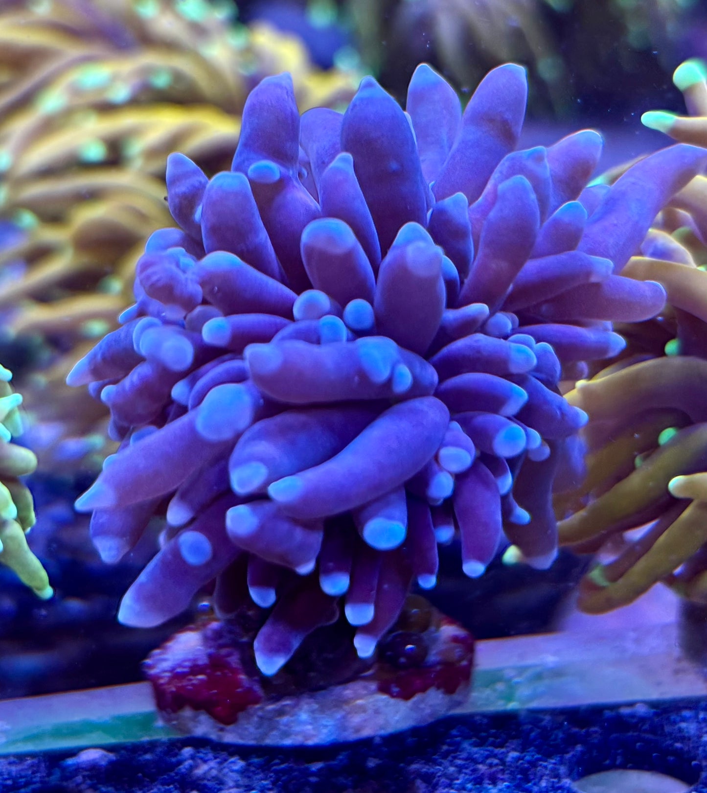 Purple- green mouth