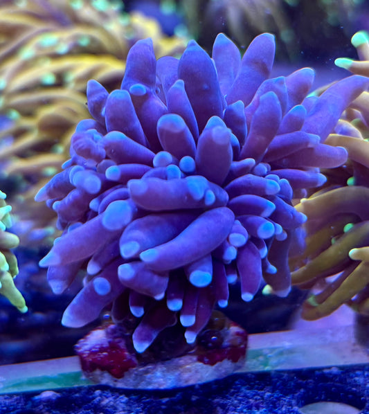 Purple- green mouth