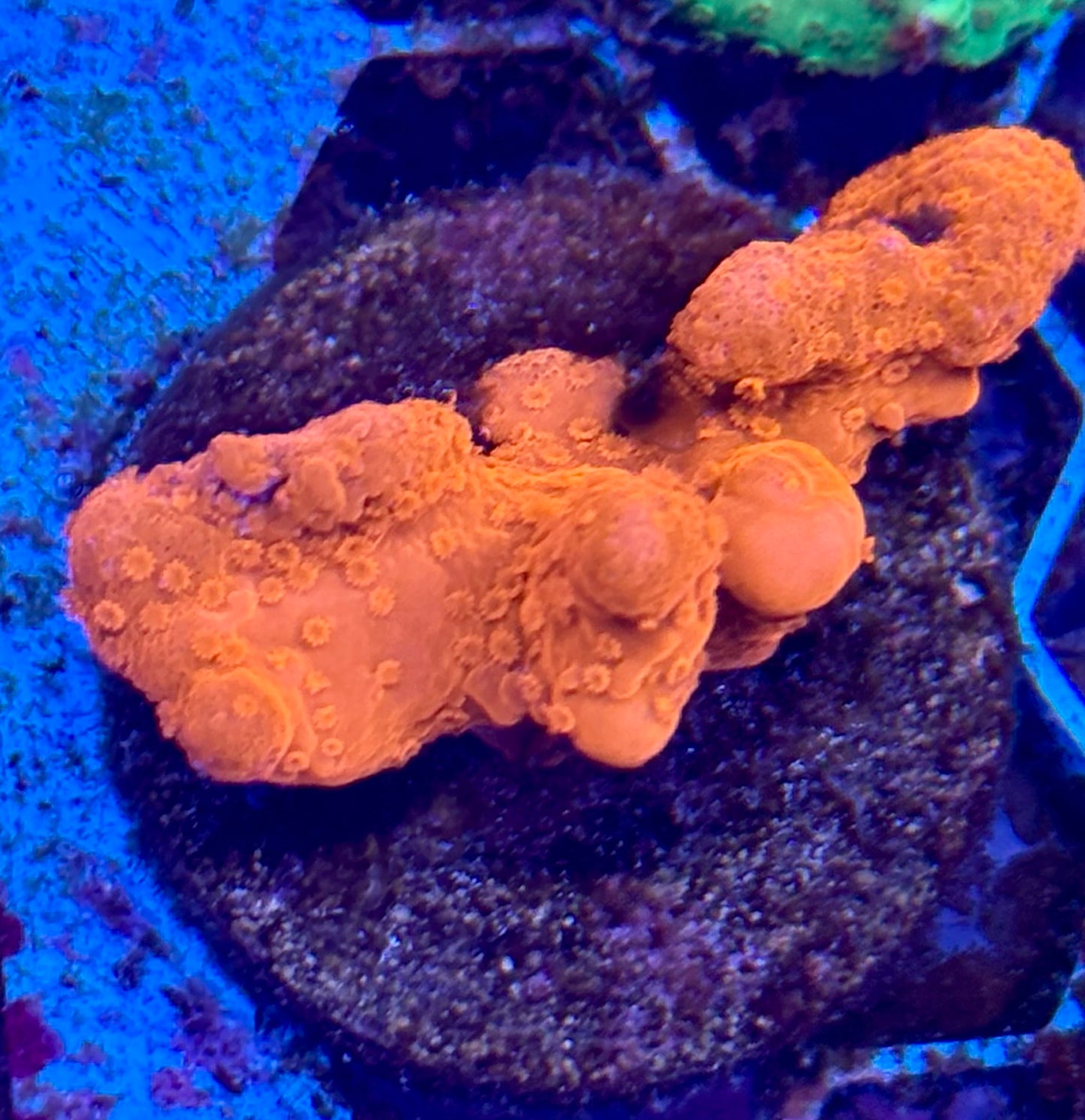 Red Setosa