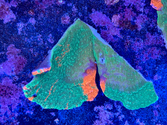 Grafted Cap