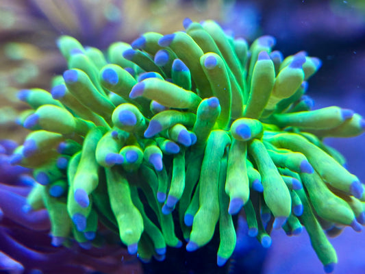 HG torch