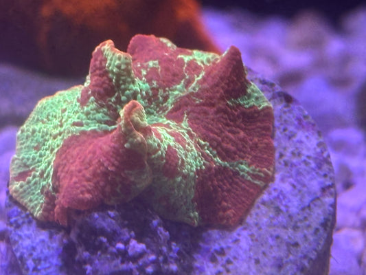Eclectus Mushroom