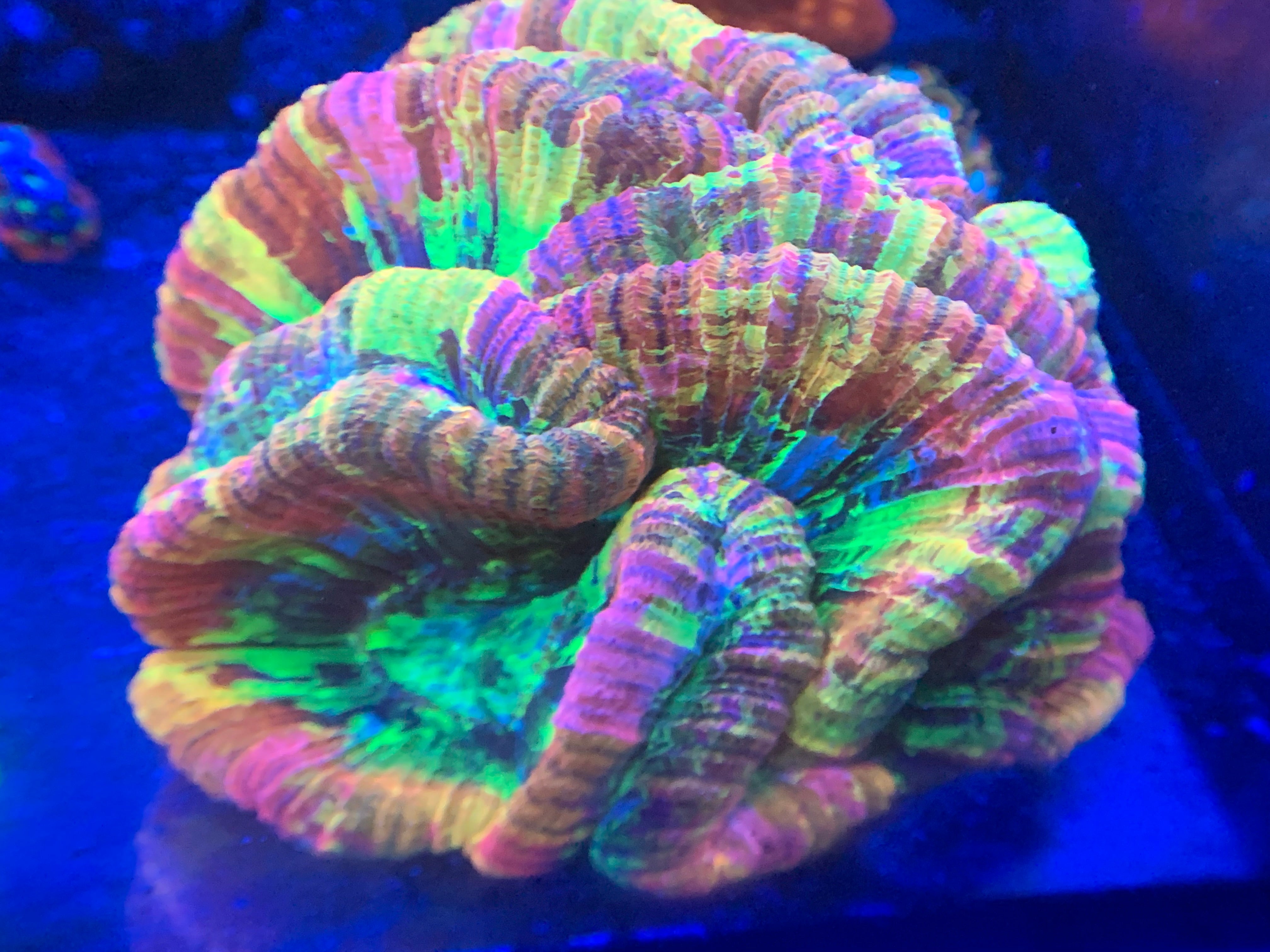 Shipping Info – Crazy8aquatics